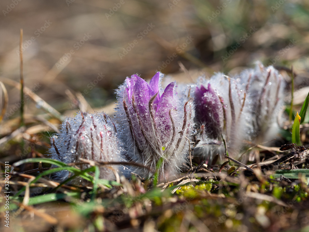 Group of Pulsatilla grandis blooming in the early sunny spring Group of Pulsatilla grandis blooming in the early sunny spring