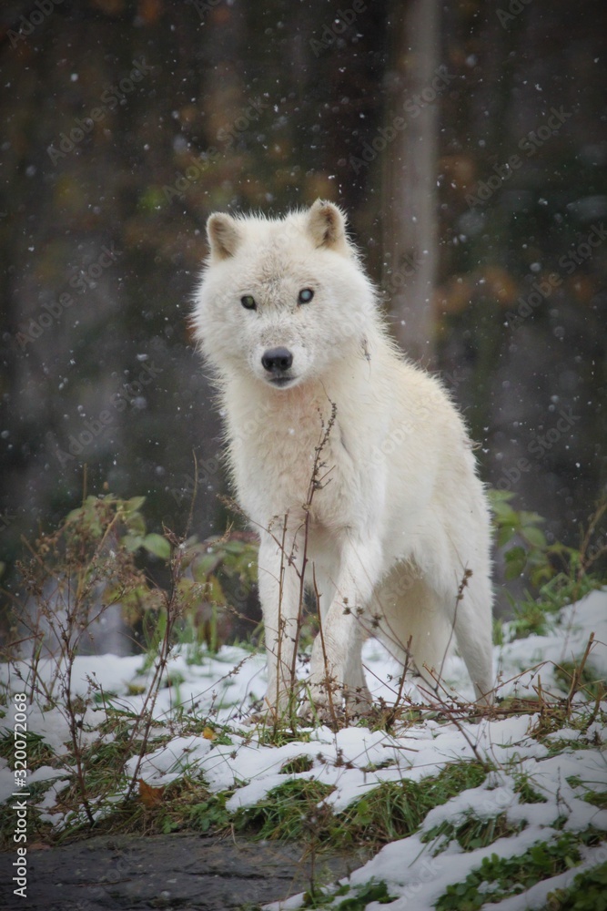 white wolf in the forest