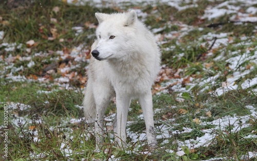 wolf in the snow