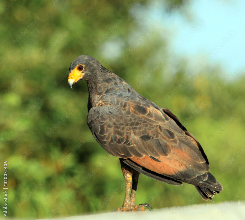The Common black-Hawk bird sitting on a rock against a background of green trees, attentive look. Fauna, birds, ornithology. The Common black-Hawk bird sitting on a rock against a background of green trees, attentive look. Fauna, birds, ornithology.