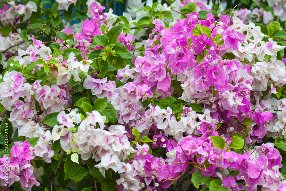 Background of white and lilac colors of the bougainvillea in bright Sunny weather. Backgrounds, structure, design.