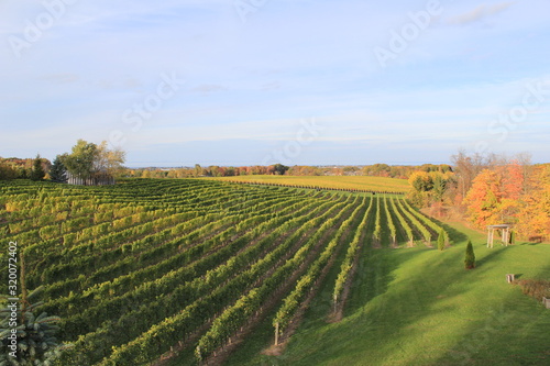 vineyard in autumn