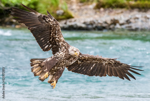 Immature Bald Eagle at McNeil River