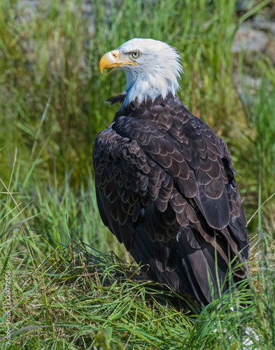 Bald Eagle at McNeil River in Alaska
