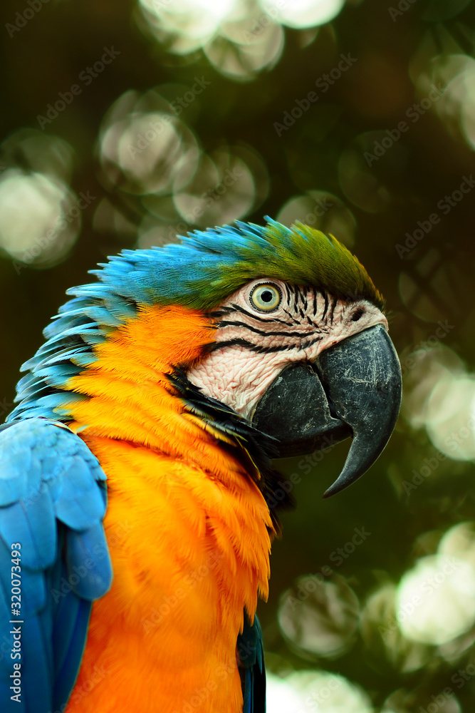 Obraz premium Closeup photo of macaw. Portrait of bird. Wild life photography. 