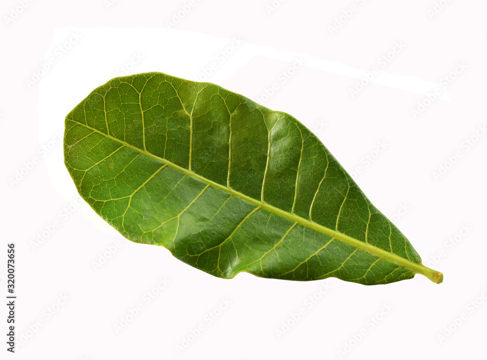 Obraz premium green leaf isolated on white background