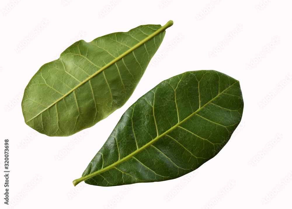 green leaf isolated on white background green leaf isolated on white background