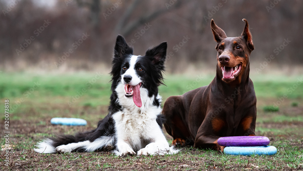Border Collie and Doberman rest after playing with colored toys for dogs Border Collie and Doberman rest after playing with colored toys for dogs
