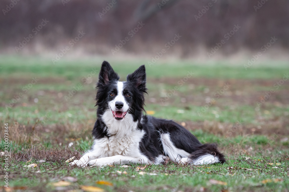 black and white border collie dog lies on green grass on a clear day