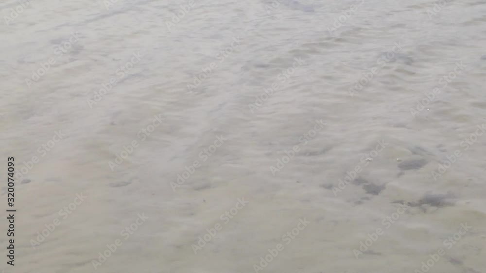 Fish Carp, video clip, swimming carp , in one video footage. The process of stocking carp of natural and artificial reservoirs. Video footage. Fish Carp, video clip, swimming carp , in one video footage. The process of stocking carp of natural and artificial reservoirs. Video footage.
