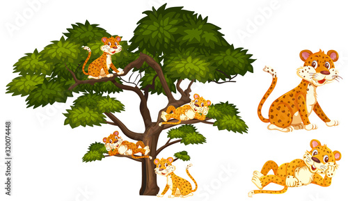 Canvas Print Many tigers relaxing on the branches