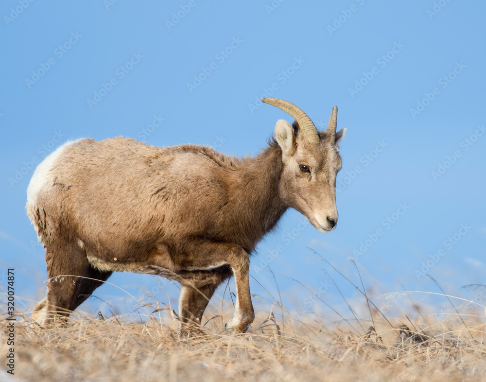Bighorn Sheep in the Badlands during winter Bighorn Sheep in the Badlands during winter