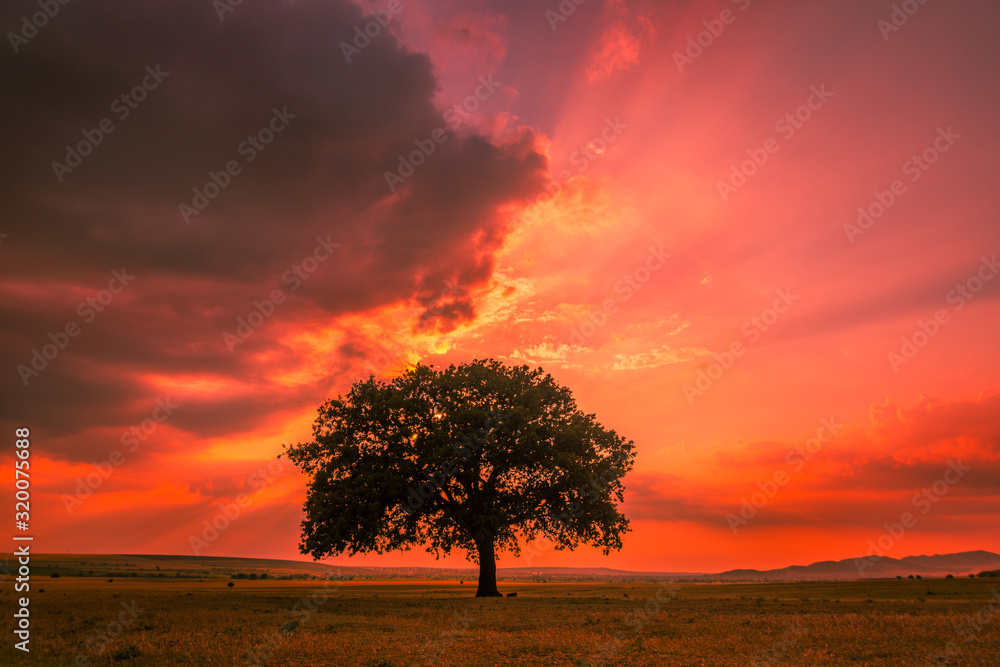 Beautiful landscape with a lonely oak tree in the fiery sunset sky and dramatic clouds, Dobrogea, Romania