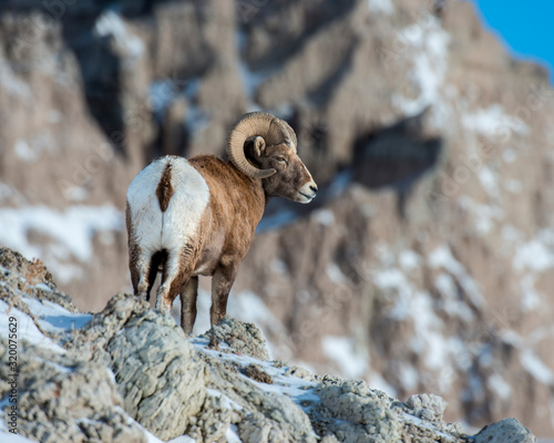 Bighorn Sheep in the Badlands