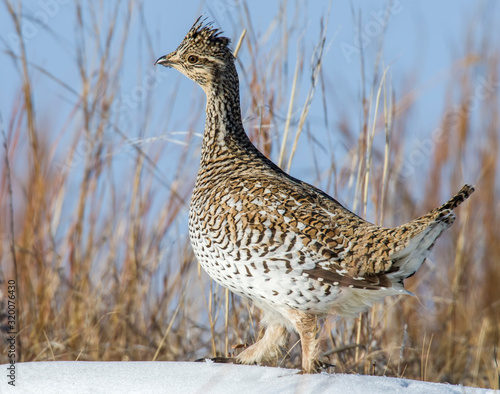 Canvas Print Sharp-tailed Grouse in the snow
