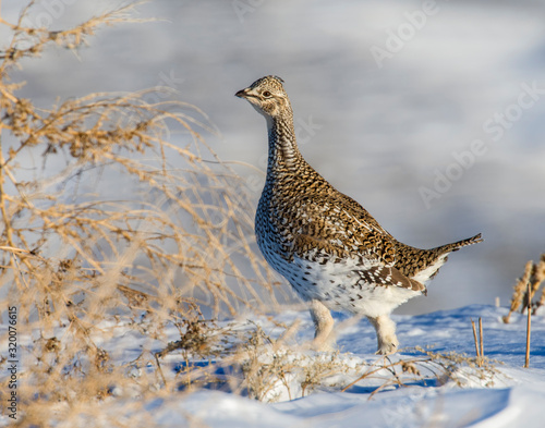 Tablou canvas Sharp-tailed Grouse in the snow