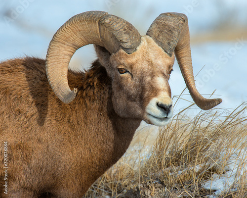 Bighorn Sheep in the Badlands