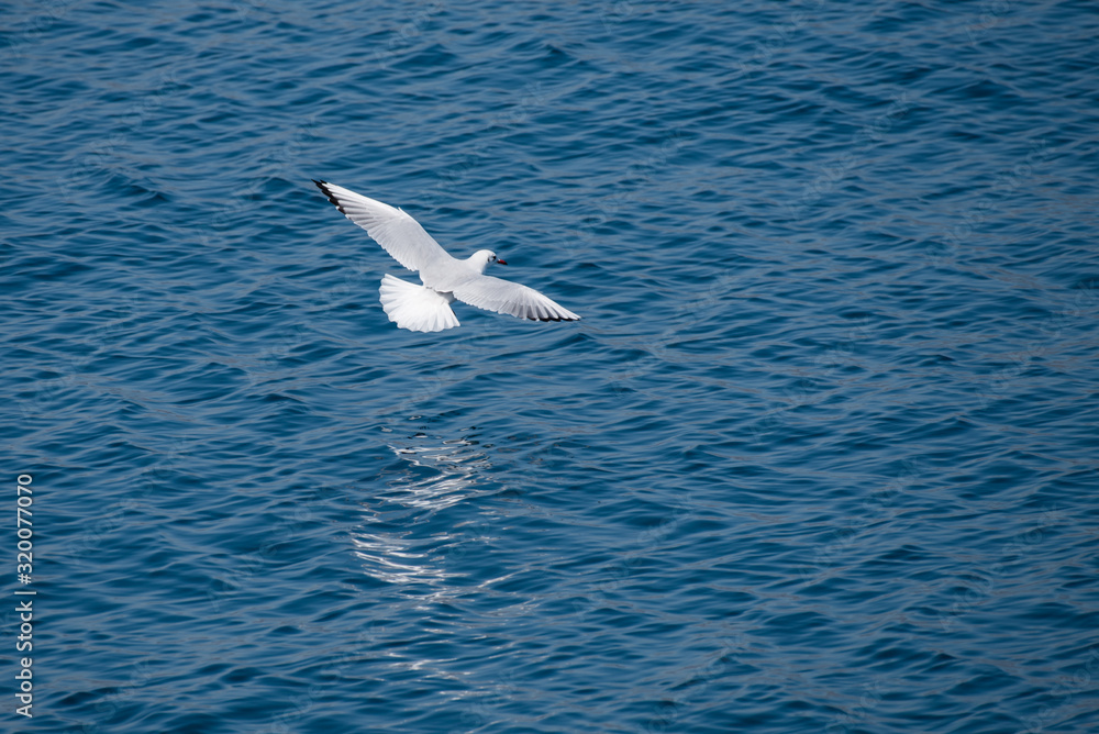 White seagull flying low above sea surface White seagull flying low above sea surface