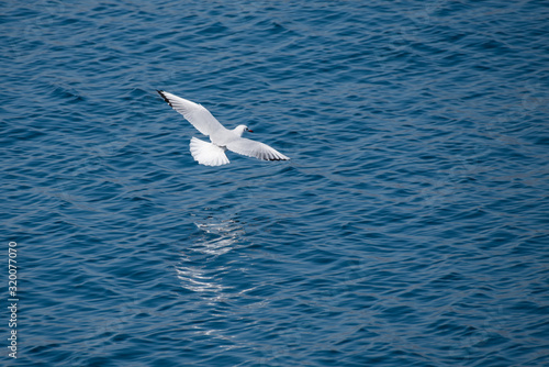 White seagull flying low above sea surface