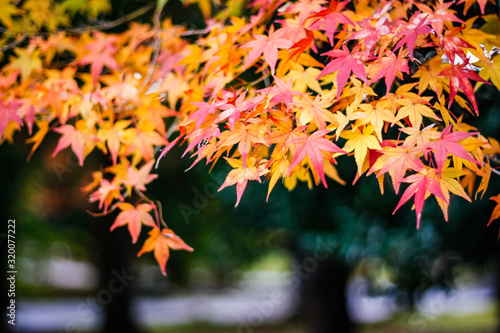 Red leaf  koyo  in Japan