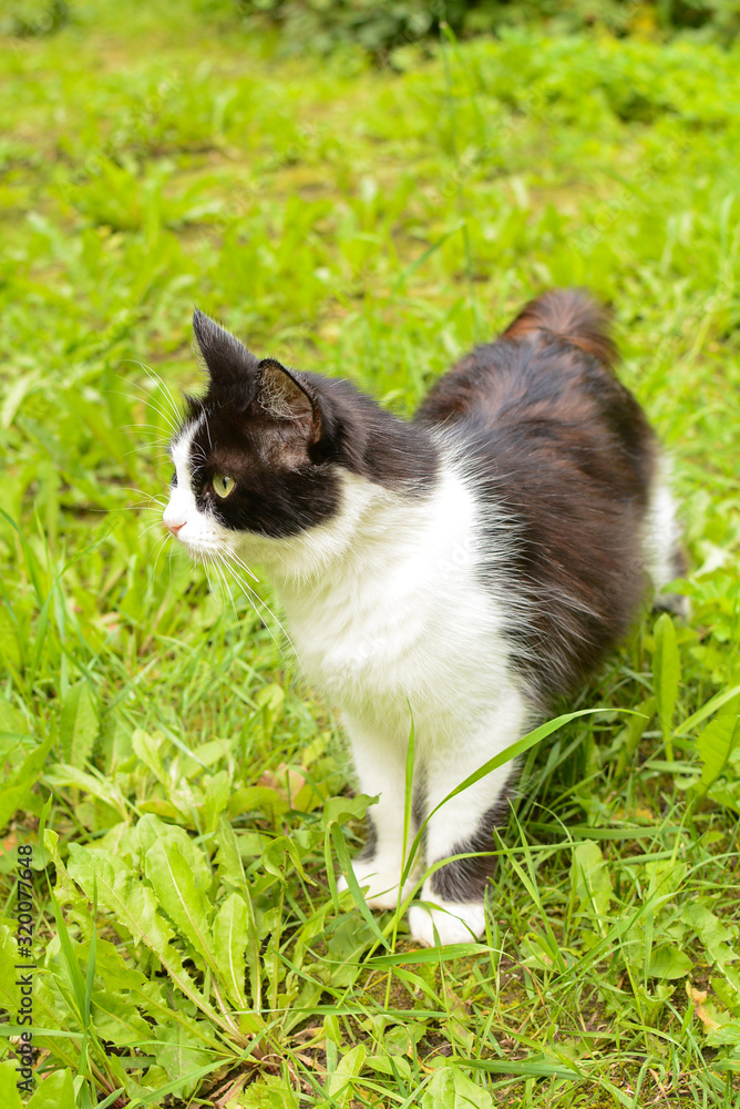 Black and white cat standing on the lawn in the garden, Moscow Oblast, Russia