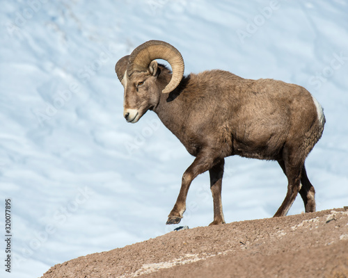 Bighorn Sheep in the Badlands