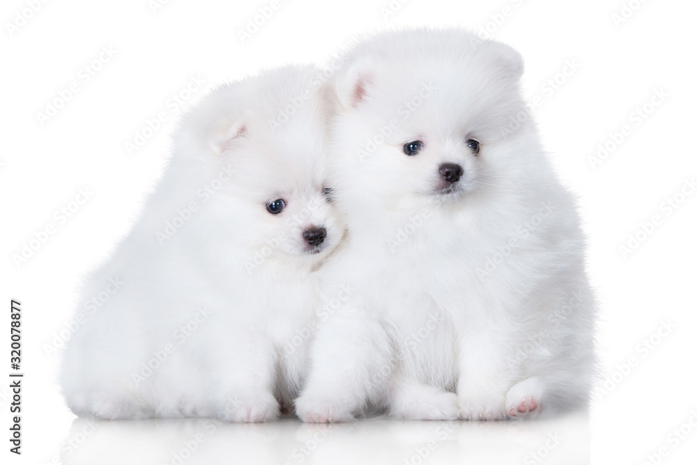two adorable fluffy spitz puppies sitting together on white background