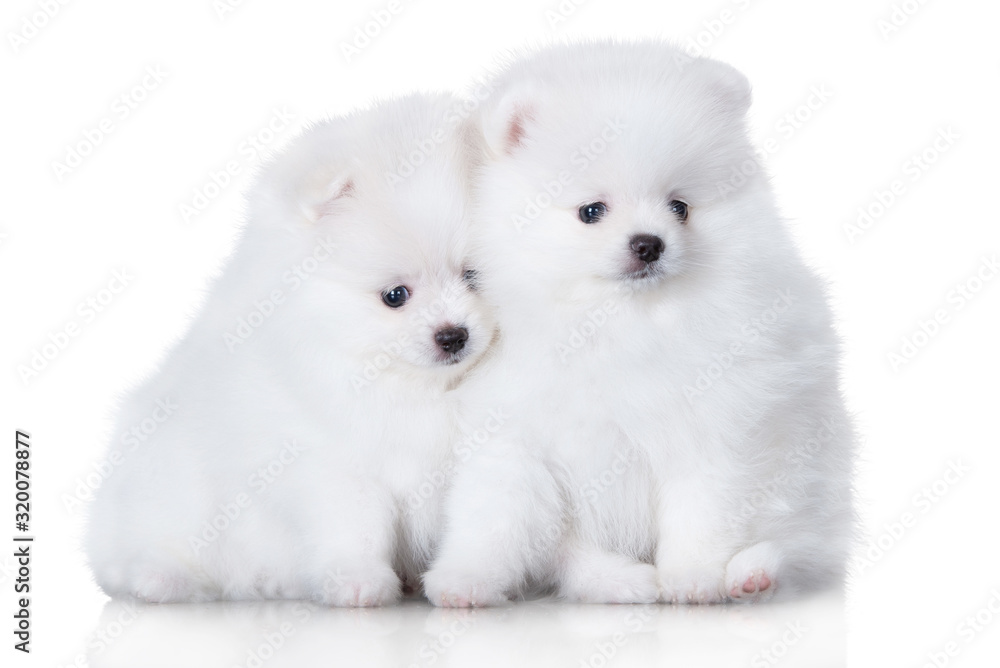 two adorable fluffy spitz puppies sitting together on white background two adorable fluffy spitz puppies sitting together on white background