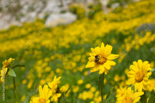 Bee on Flower