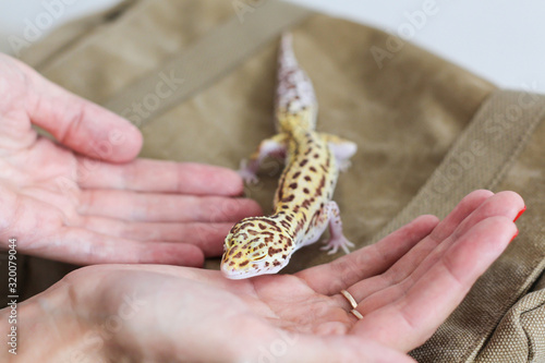 Yellow spotted eublefar in female hands photo