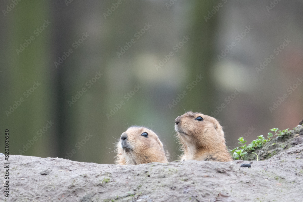 Naklejka premium portrait of a cute prairie dog, genus Cynomys, in a zoo