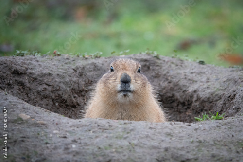Konstfotografi portrait of a cute prairie dog, genus Cynomys, in a zoo