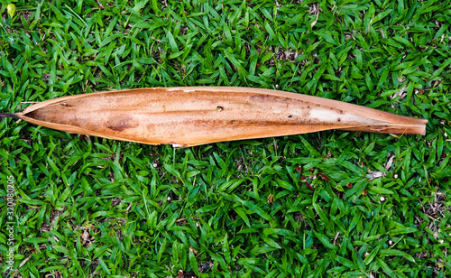 Natural beauty Coconut leaves falling on the grass photo