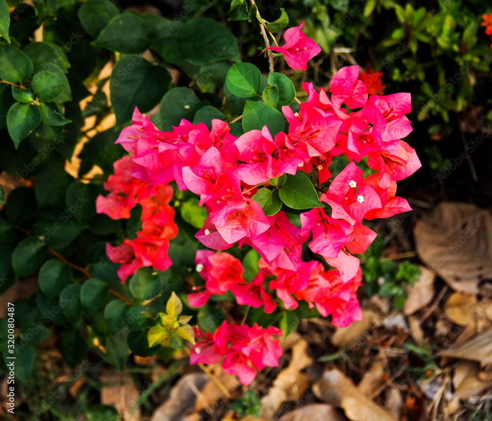 Natural beauty Pink bougainvillea flower Natural beauty Pink bougainvillea flower