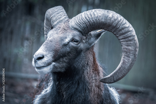 portrait of a mouflon, Ovis orientalis, in a zoo photo