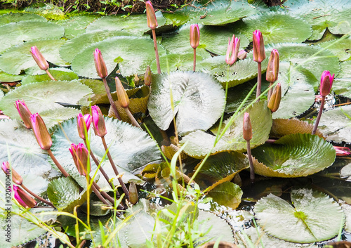 Natural beauty Mature lotus flower photo