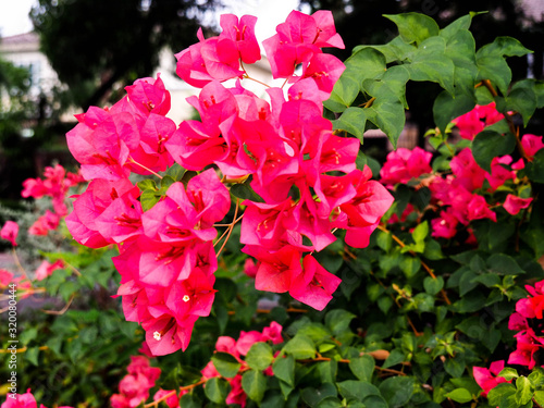 Natural beauty Pink bougainvillea flower