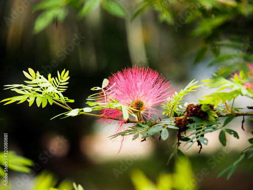 This flower is a representative of nature. photo