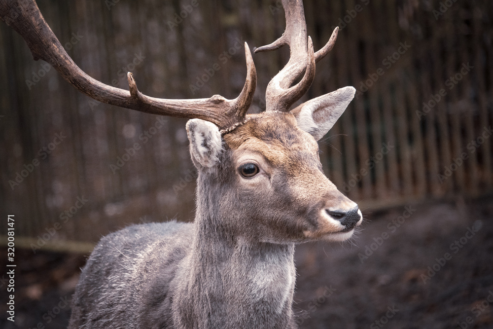 Naklejka premium portrait of a deer, dama dama, in a zoo