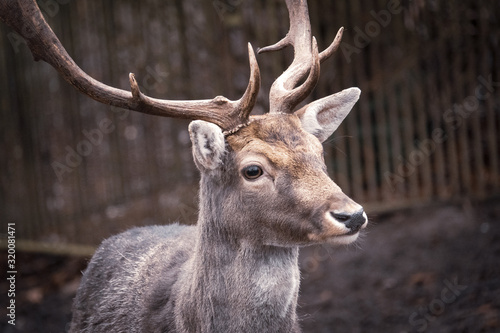  portrait of a deer, dama dama, in a zoo