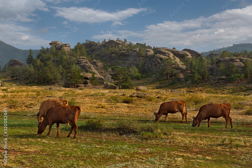 Eastern Kazakhstan. Peacefully grazing cows in Bayanaul national natural Park. Eastern Kazakhstan. Peacefully grazing cows in Bayanaul national natural Park.
