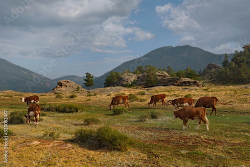 Eastern Kazakhstan. Peacefully grazing cows in Bayanaul national natural Park. © Александр Катаржин
