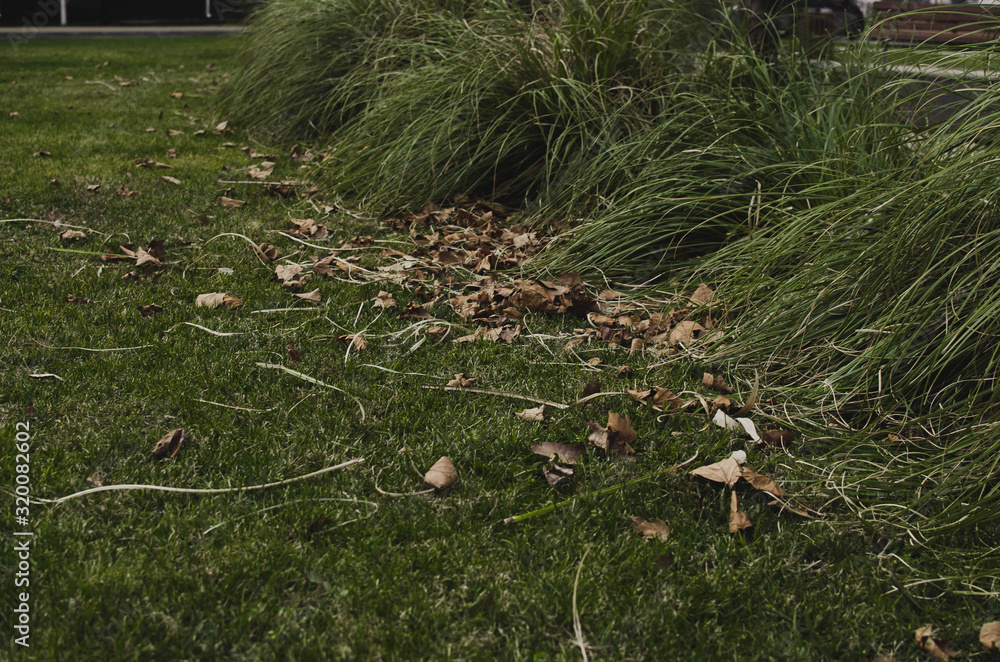 Obraz premium a pile of dried grass rolls on the green lawn