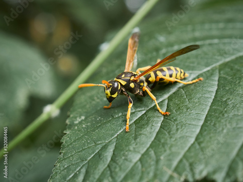 wasp on leaf © Andreas Hildebrandt