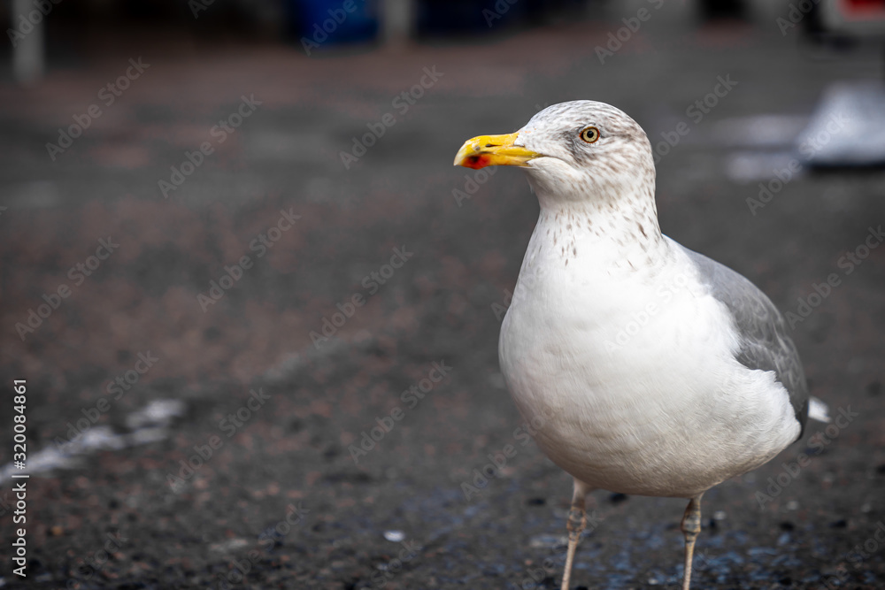 Closeup front view of one seagull seabird on city ground. Closeup front view of one seagull seabird on city ground.