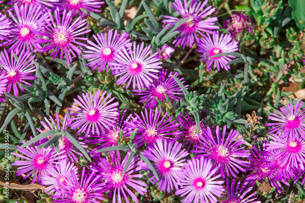 Delosperma dans la nature Delosperma dans la nature