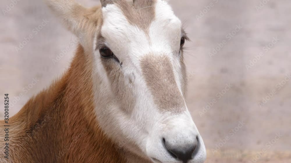 close up of oryx antelope head chewing with slow zoom out. close up of oryx antelope head chewing with slow zoom out.
