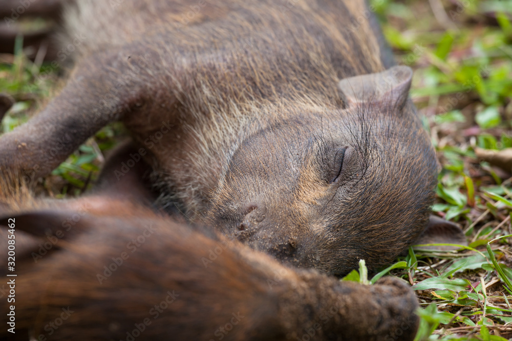 Baby wild boars sleeping on grass Baby wild boars sleeping on grass