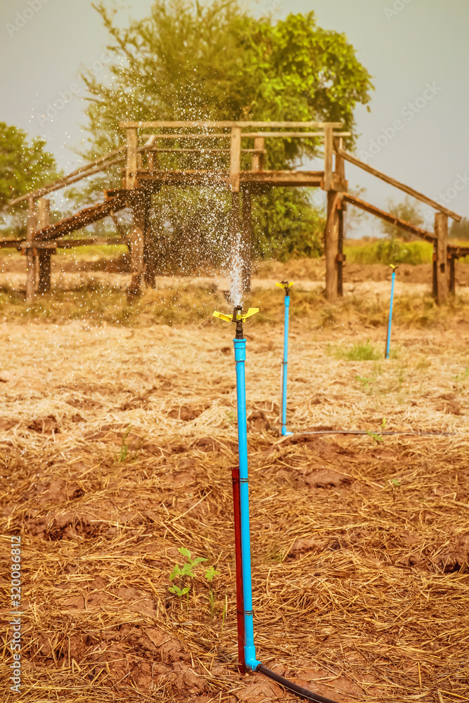 Water springer plants working in agricultural farm. Irrigation system use to watering and spraying in agriculture garden Water springer plants working in agricultural farm. Irrigation system use to watering and spraying in agriculture garden
