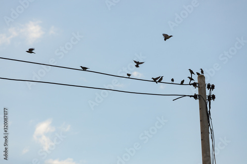 Birds sitting on small power line